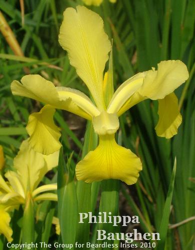 Philippa Baughen (2)